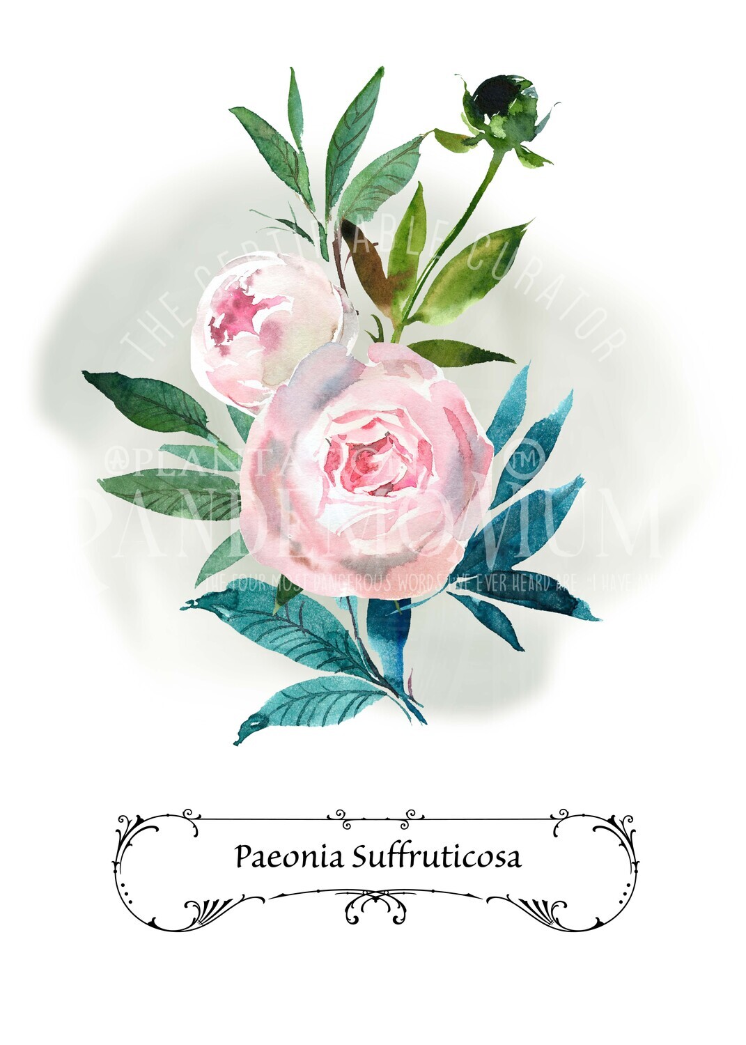 Peony "Paeonia Suffruticosa" Botanical Download