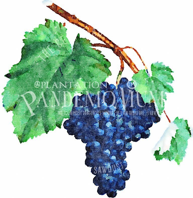 Grape Cluster Watercolor