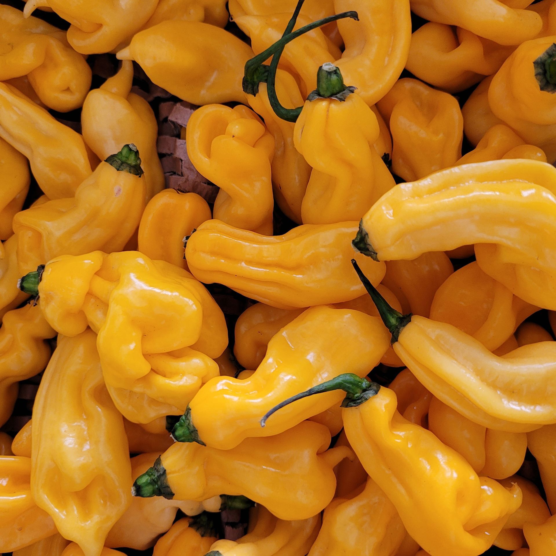 Madame Jeanette mango ?️?️?️?