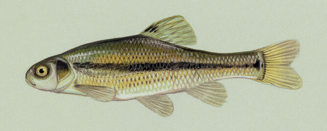 1 Pound of Fathead Minnows, 1-3&quot;