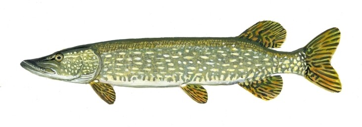 Northern Pike Stocking (9-12&quot;)