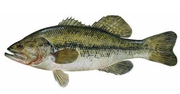 Largemouth Bass, 6-8&quot;