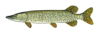 Pell Lake Fish Stocking 2023