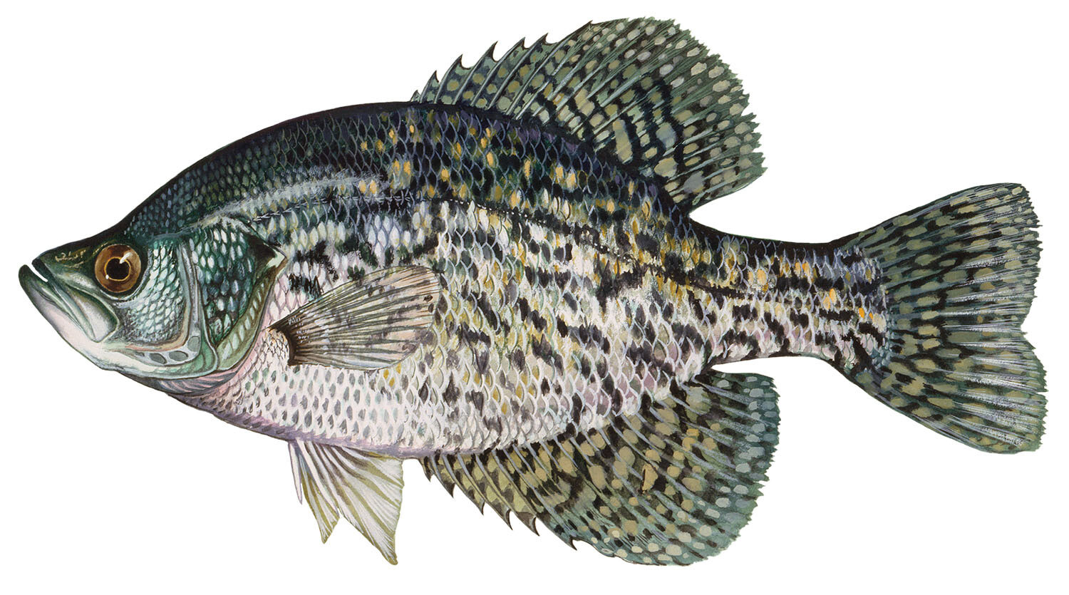Black Crappie, 5-7&quot;