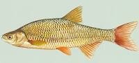 1 Pound of Golden Shiners, 2-5&quot;