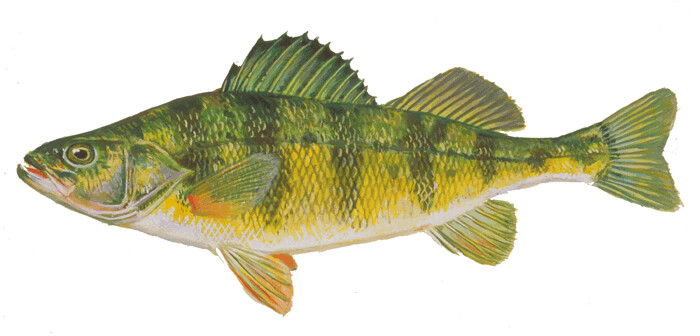 Yellow Perch, 5-7&quot;