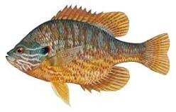 Pumpkinseed, 3-5&quot;