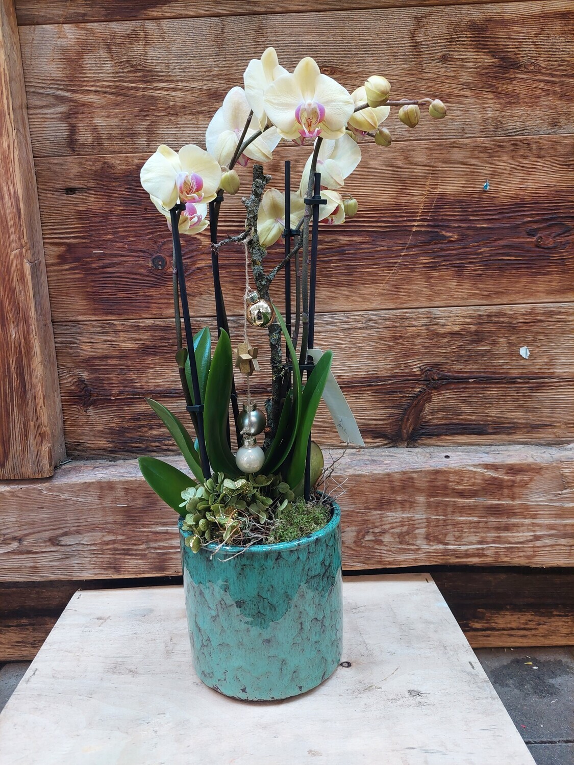 Orchidee | dekoriert mit Übertopf