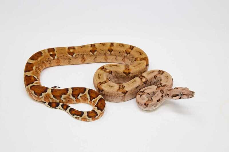 Hypo Boa