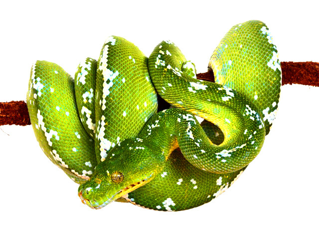 Green Tree Python