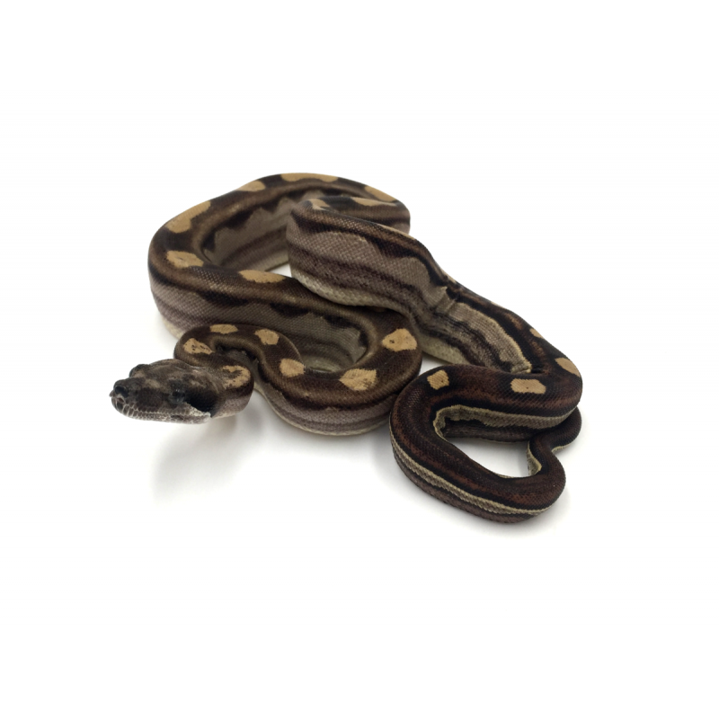Motley Boa