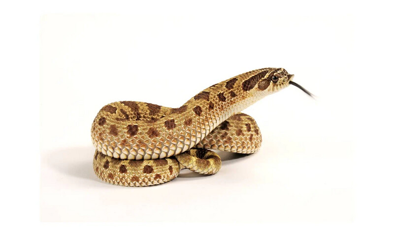 Hognose Snake