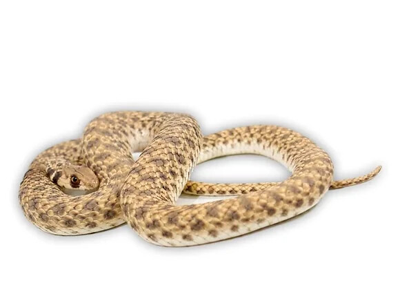 Egyptian False Cobra