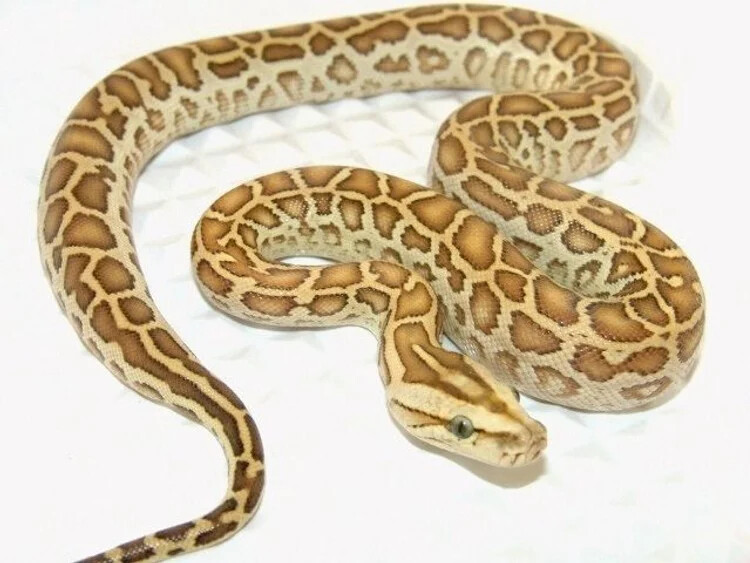 Hypo Burmese Python