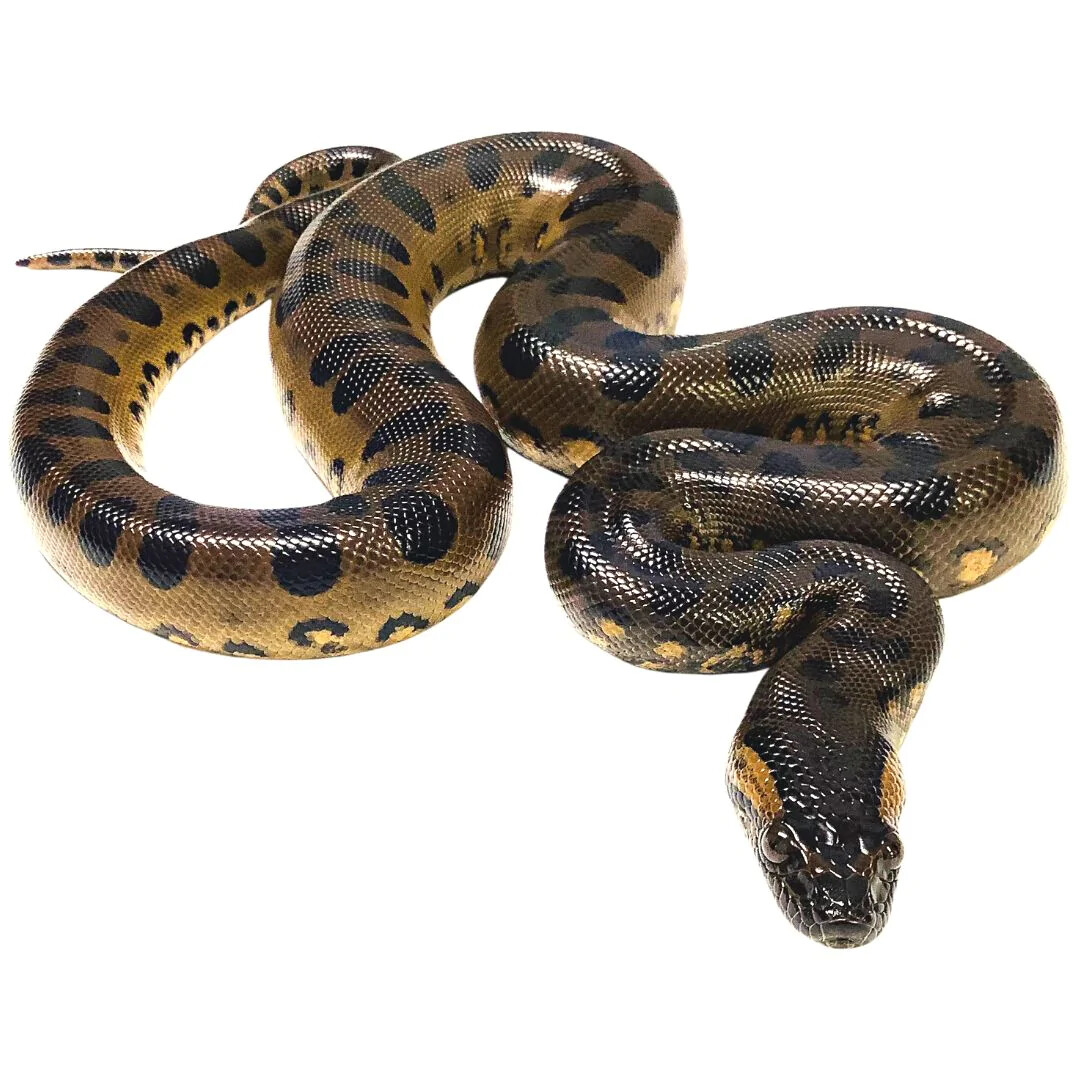 Green Anaconda