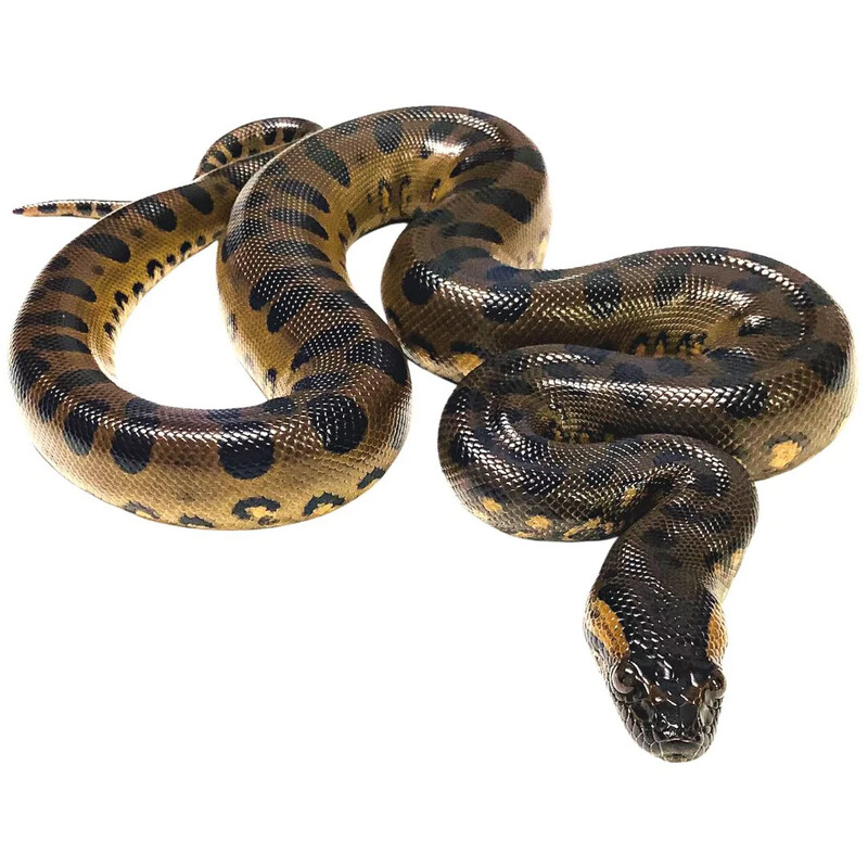 Green Anaconda