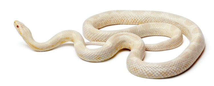 Snow Cornsnake
