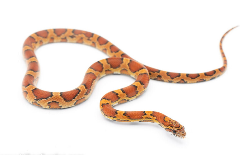 Oketee Cornsnake