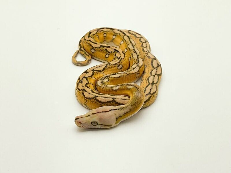 Tiger Super Dwarf Reticulated Python