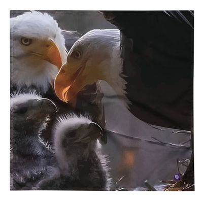 American Family Bandana