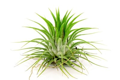 Air Plant