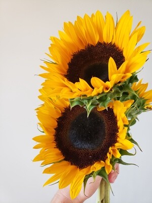 Bi-Weekly Sunflower Bouquet Subscription