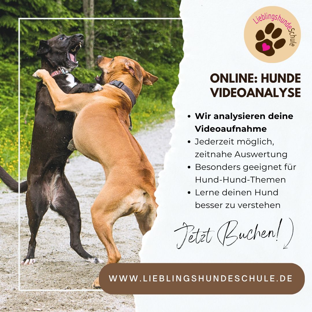 Videoanalyse deines Hundes, vom Hundetrainer