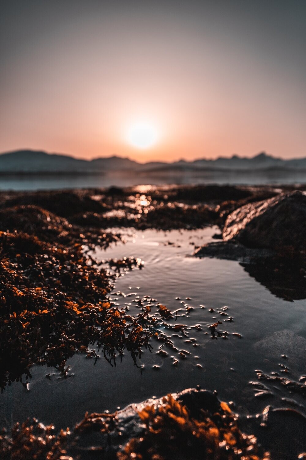 Seaweeding Adventure (NH)
