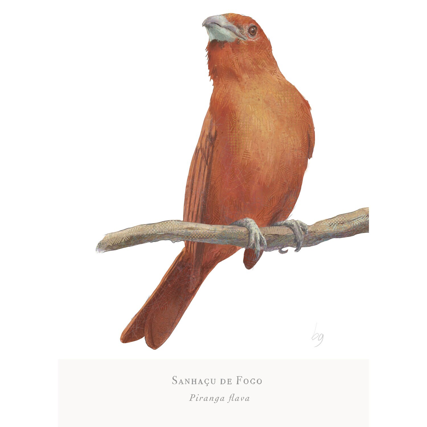 E-commerce Product Image