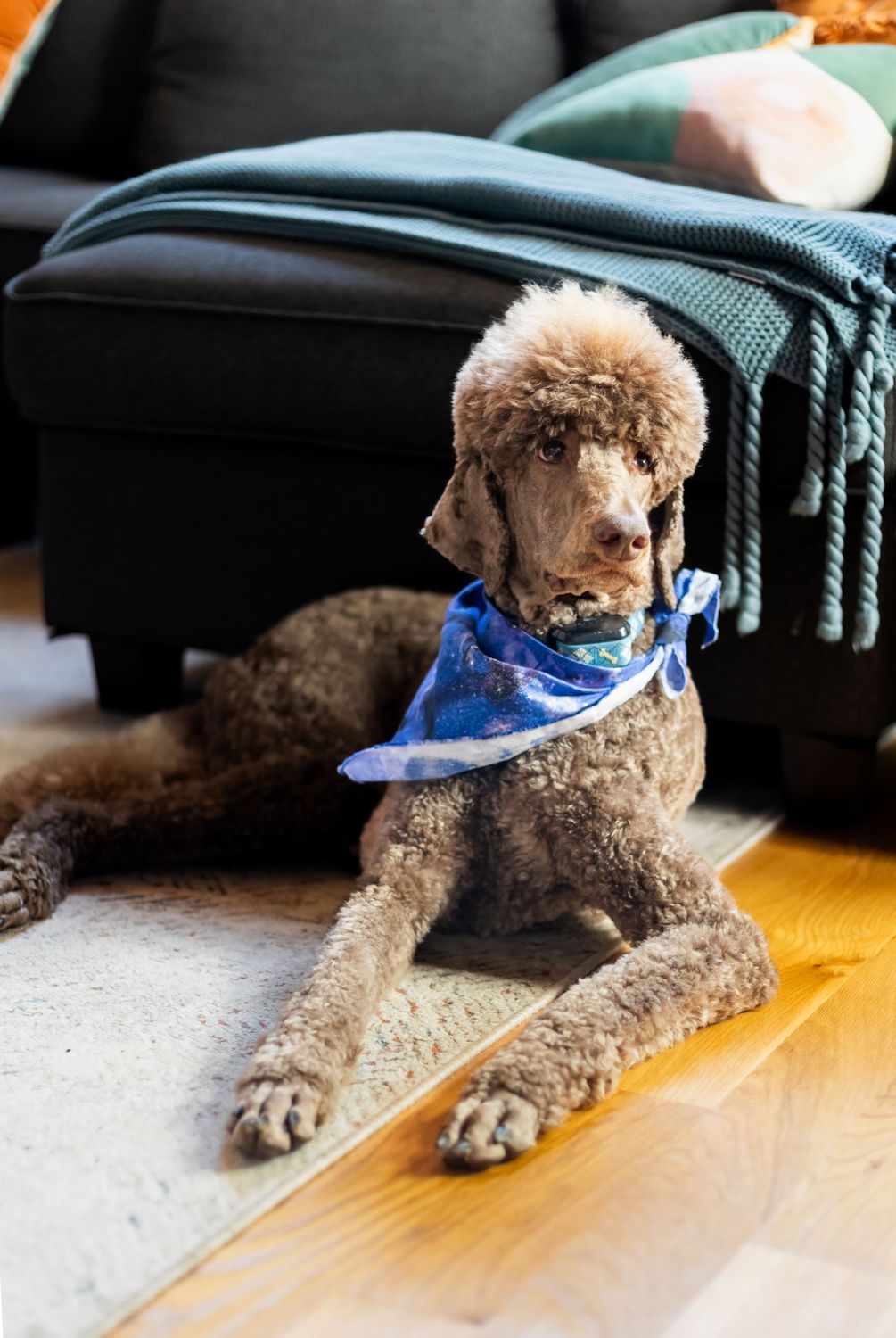 Pup Package