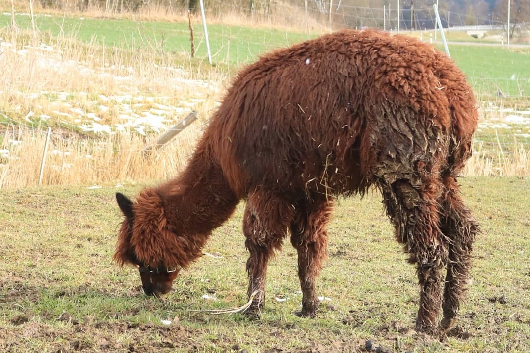 Patenschaft für ein Lama