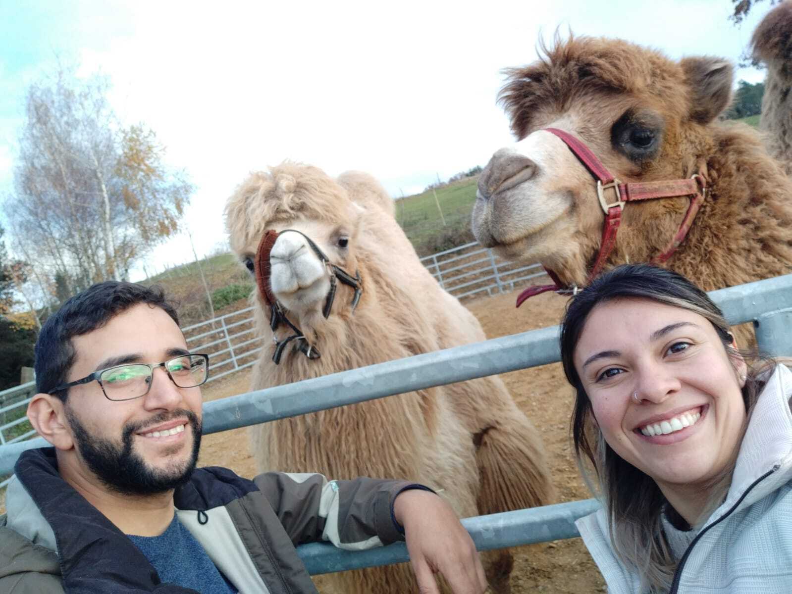 Patenschaft für ein Trampeltier