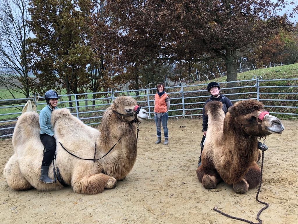 Individuelle Kamelbegegnung