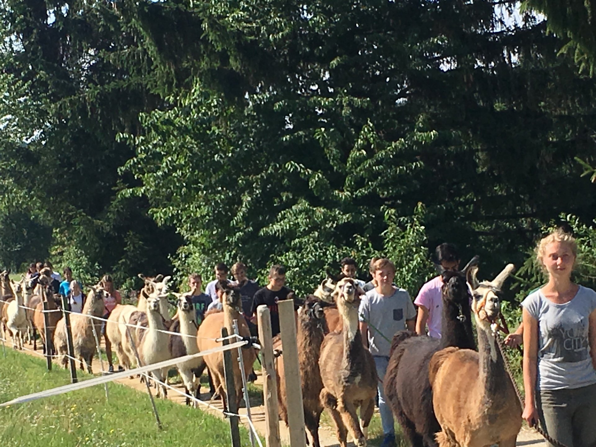 Gutschein für eine Lamawanderung ab Hof