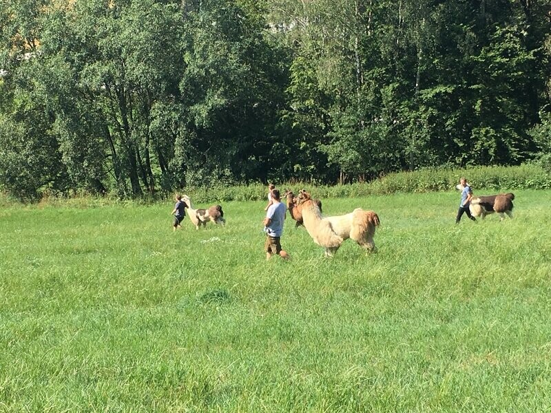 Individuelle Lama-Wanderung ab Hof