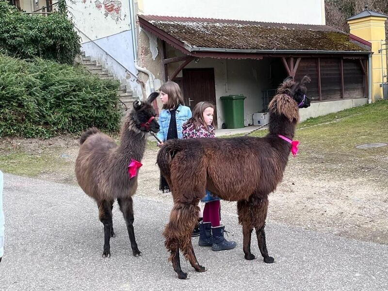 Lamas als Rahmenprogramm
