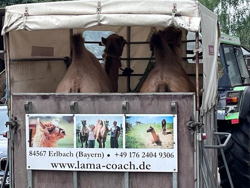 Lama to Go