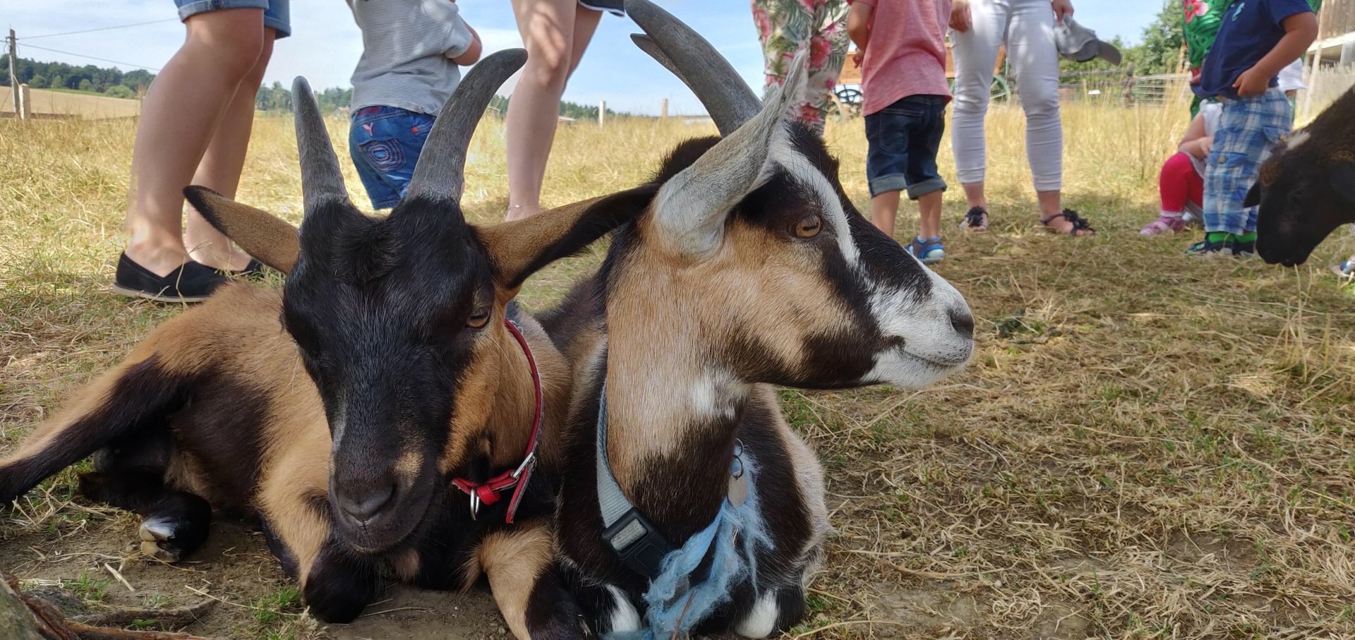 Patenschaft für ein Schaf oder eine Ziege