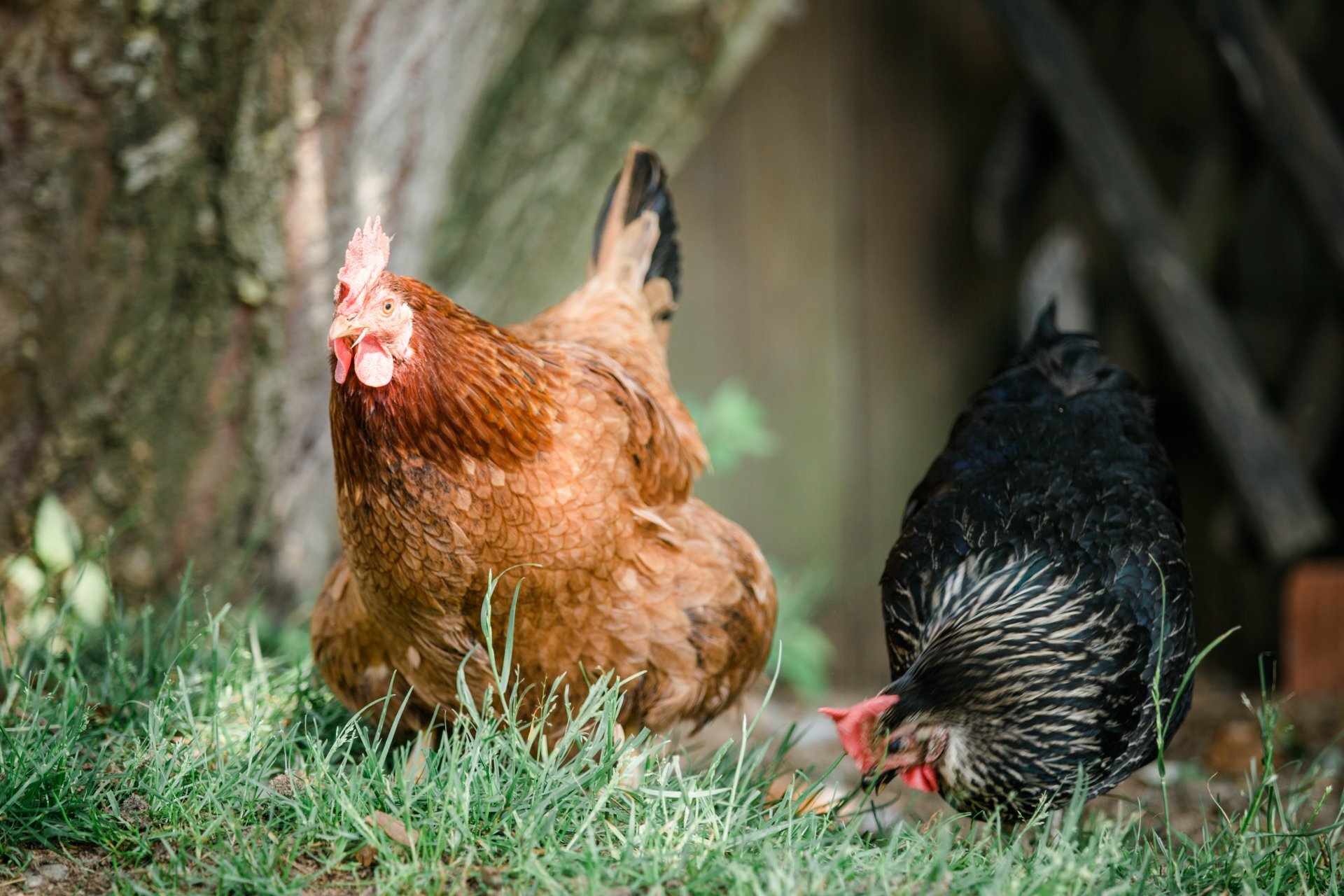 Patenschaft für ein Huhn