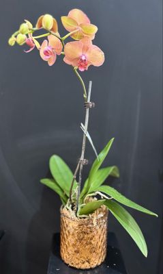 Designer Choice Orchid Plant