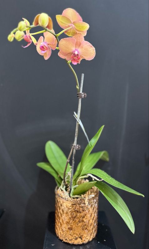Designer Choice Orchid Plant