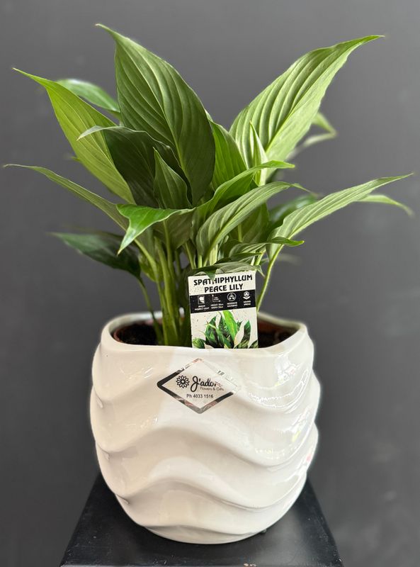 Peace Lily