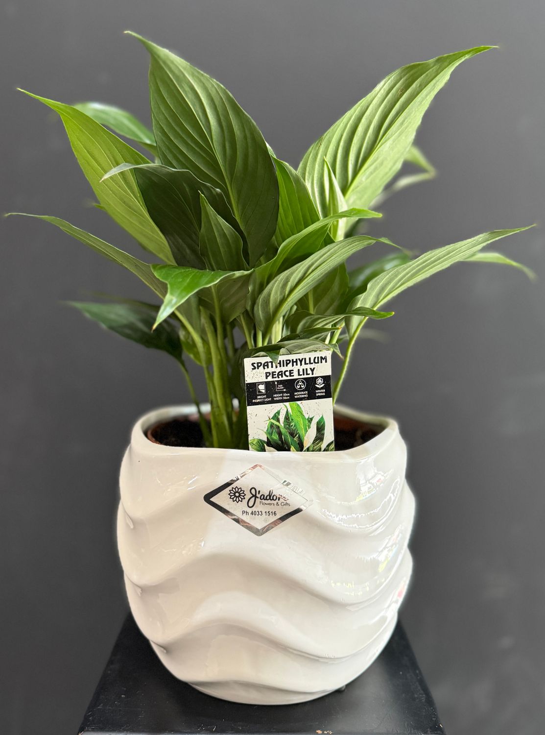 Peace lily plant