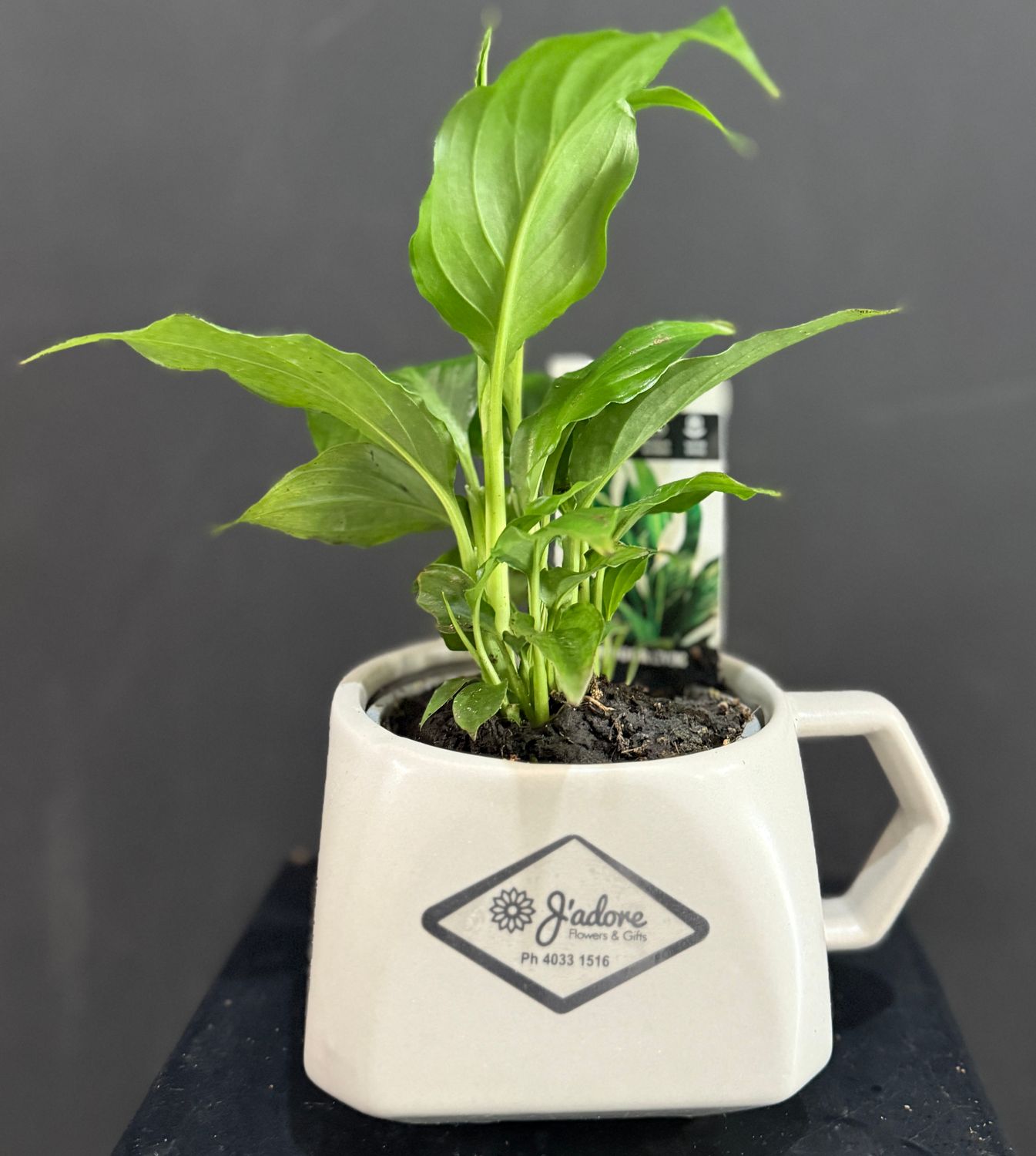 Cup of Peace Lily Plant