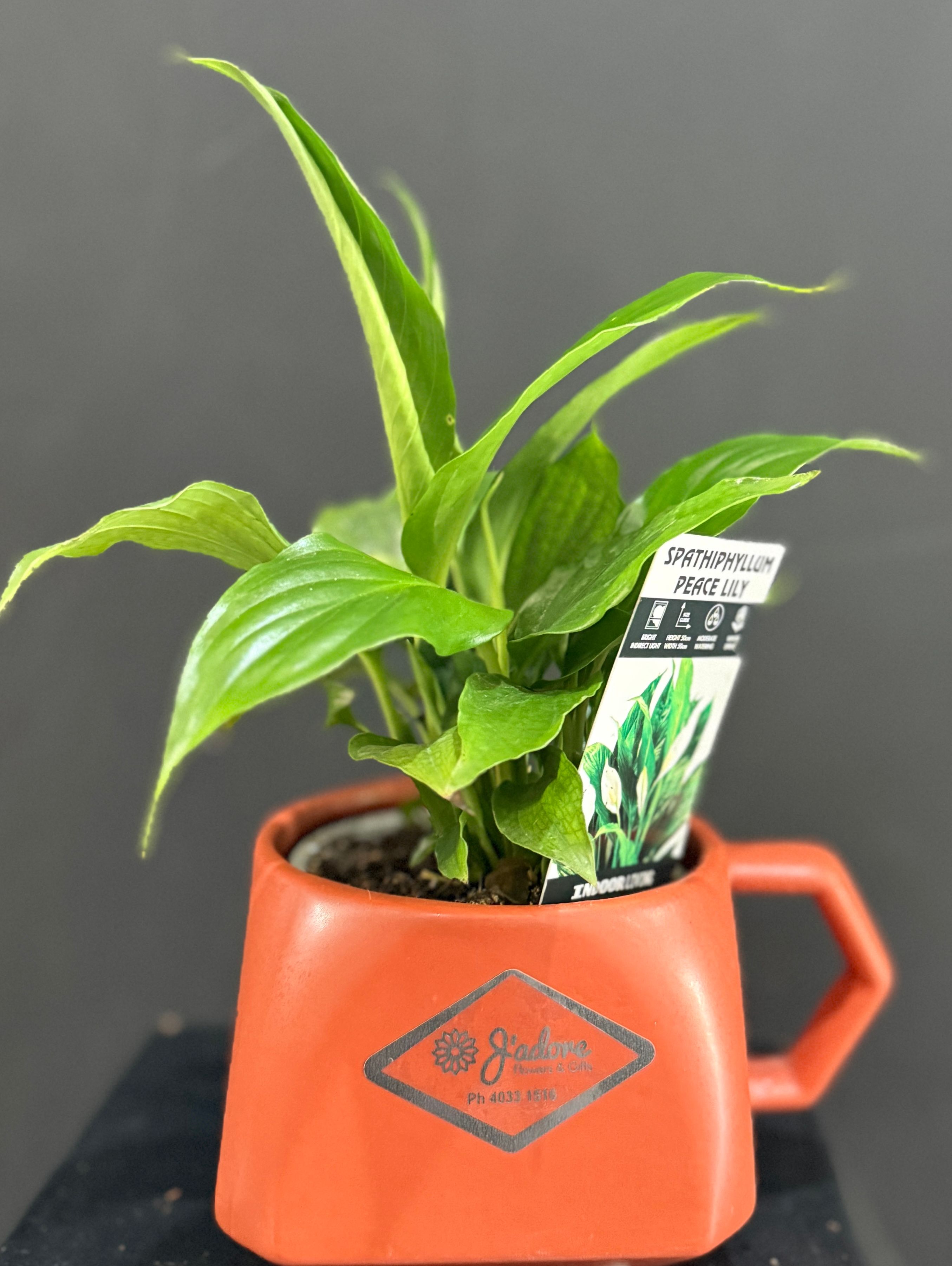 Cup of Peace Lily Plant