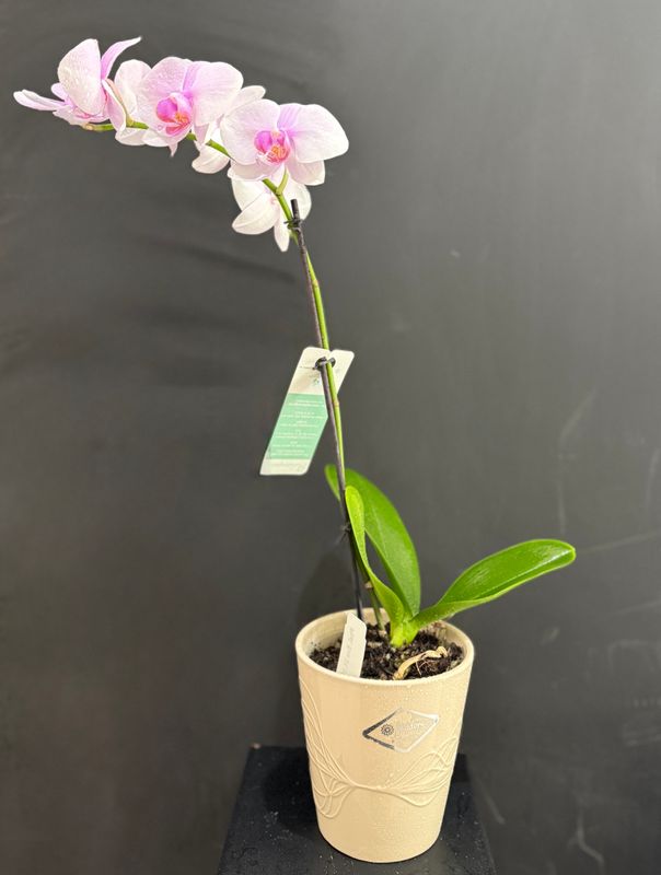 Flowering Orchid Plants