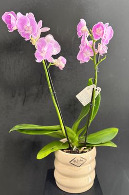 Flowering Orchid Plant Flowering Orchid Plant