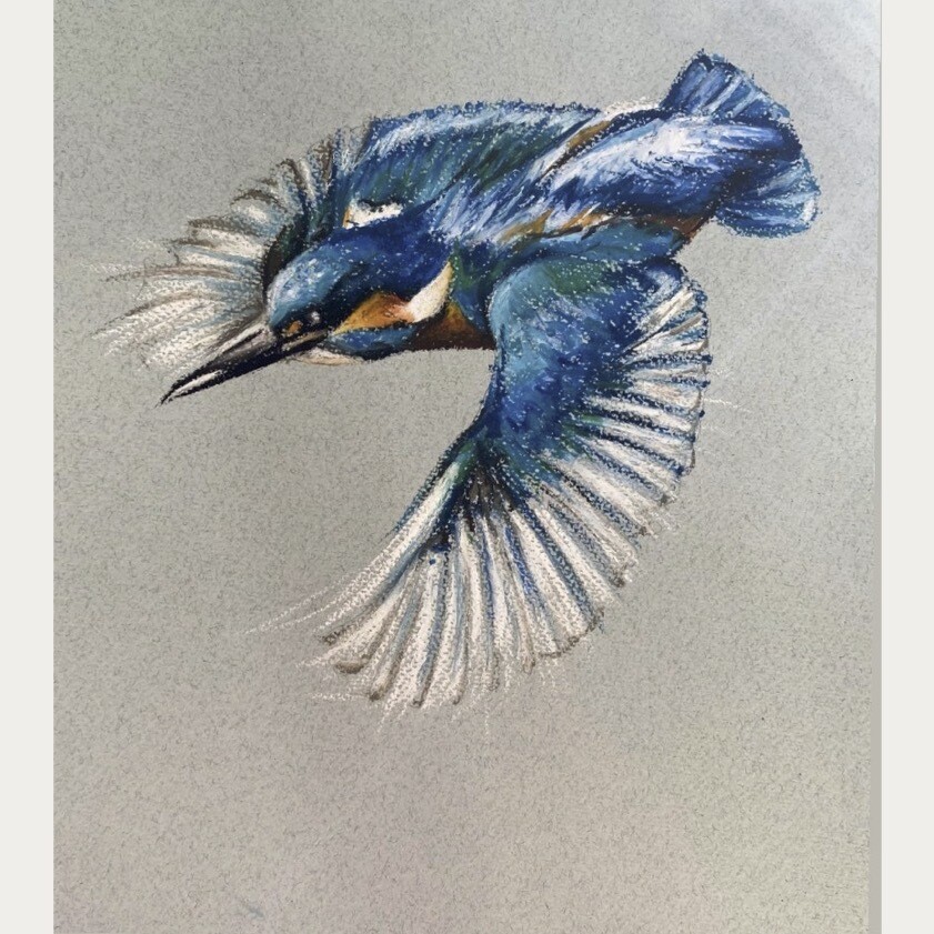 IJSVOGEL VLUCHT