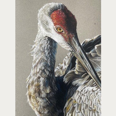 PORTRET VAN KRAANVOGEL