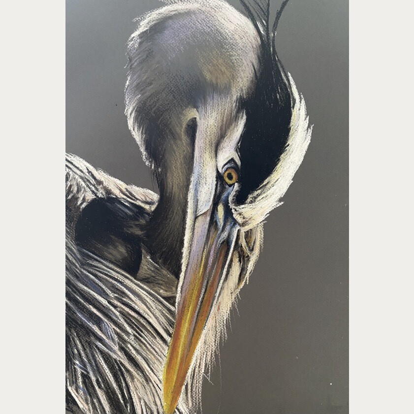 PORTRET VAN BLAUWE REIGER